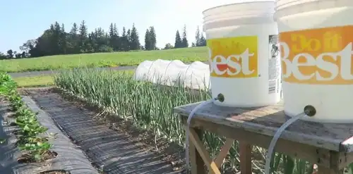 Onion field with irrigation buckets